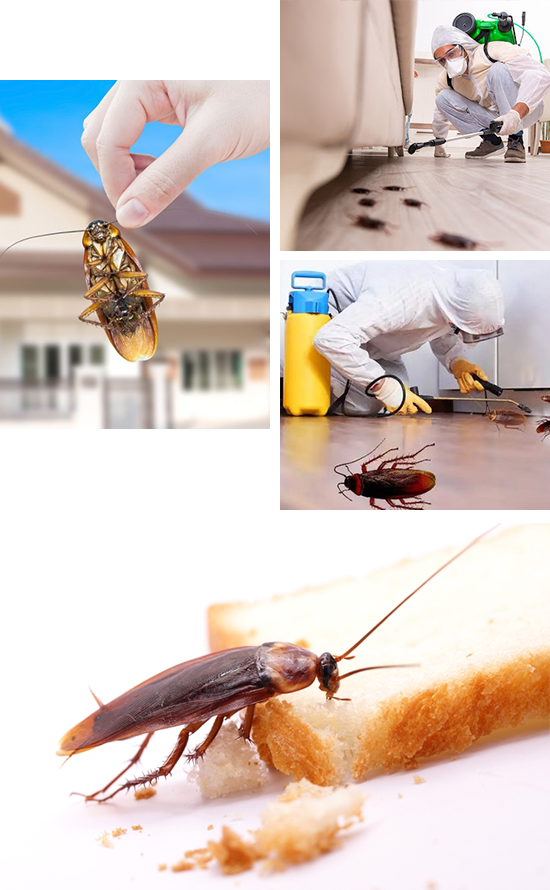 Cockroach Pest Control in Kerala
