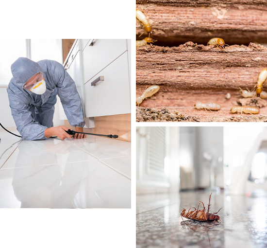 Anti Termite Treatment in Kerala