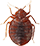Pest Control Service in Kerala